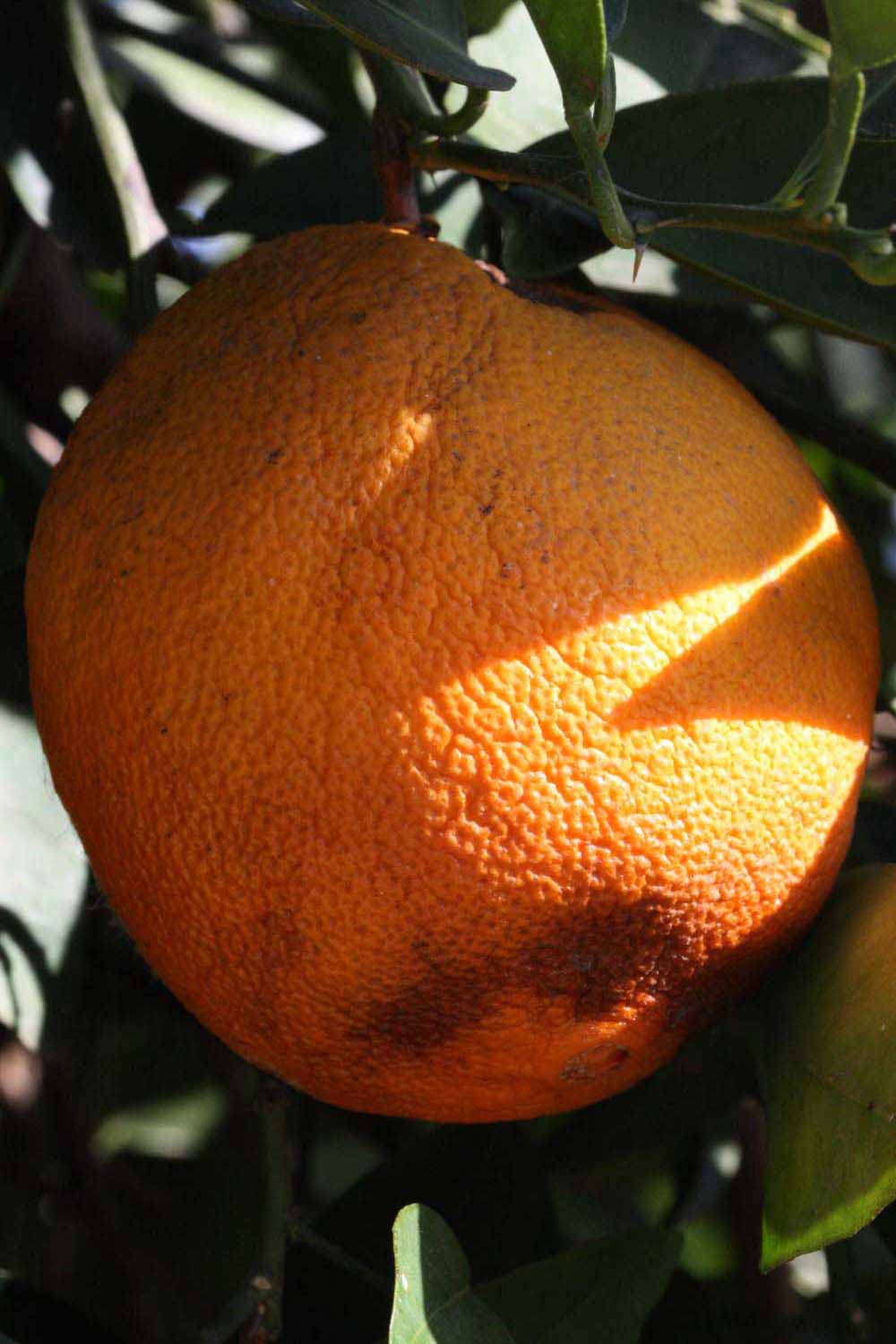            Fruit (Riverside, CA)   